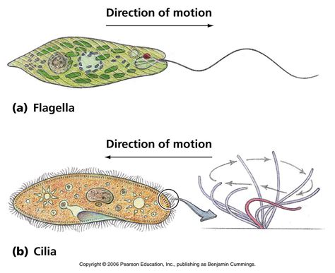 Hypotrichida! This fascinating freshwater creature uses cilia for locomotion and feeding, showcasing incredible adaptations in microscopic worlds.