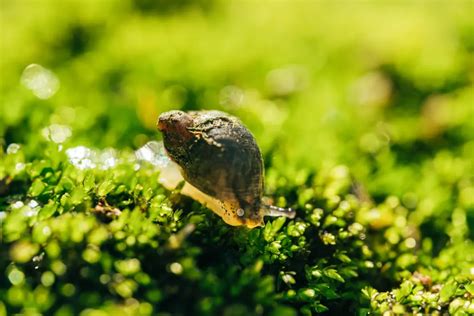  Quiriarchae - The Aquatic Worm With A Voracious Appetite For Algae And The Ability To Regrow Its Body