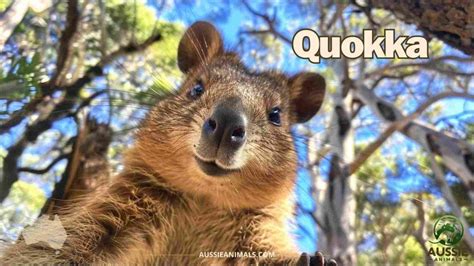  Quizzing Quokka:  An Unusually Charming Marsupial Hiding in Plain Sight!