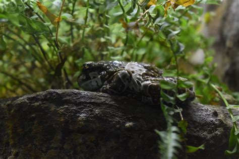  Trachycephalus! Odkryj Króla Nocnych Wydań W Amazońskiej Dżungli