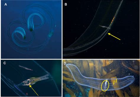  Venus Girdle: An Exquisite Marine Wanderer With Tentacles That Taste Like the Future!