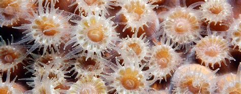  Xantheria! These Radiant Coral Polyps Possess an Exquisite Skeleton Crafted from Calcium Carbonate