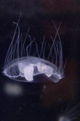 Craspedacustaowersi! This Beautiful, Jellyfish-Like Creature Flourishes in Freshwater Lakes and Ponds With Astonishing Grace