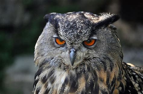  Eurasian Eagle-Owl -  Odkryj majestatyczne pióro tej nocnej drapieżczynie i jej niezwykłe zdolności do polowania!