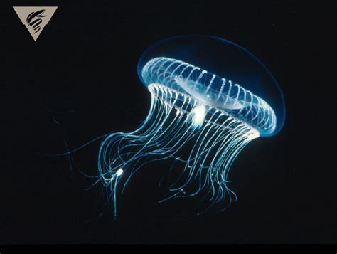 Xyphosura! A Transparent Jellyfish That Thrives on Coastal Currents and Delights with its Bioluminescent Glow