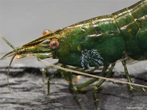  Zoothamnium: Niezwykłe stworzenie o wielości rzęsek, które podbije Twoją wyobraźnię!